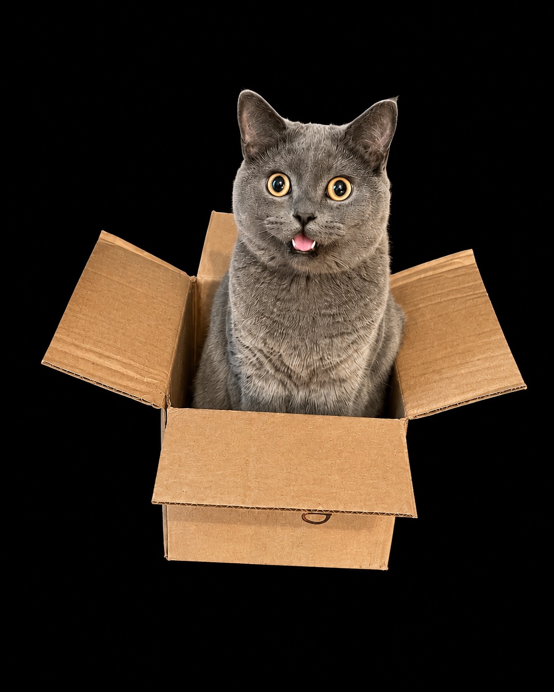 Ozzy the cat sitting in a cardboard box